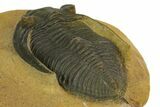 Bargain, Zlichovaspis Trilobite - Atchana, Morocco #137275-2